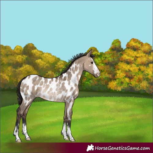 Horse Color:Brown Dun Near Leopard Rabicano 