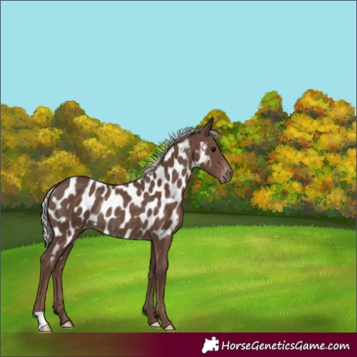 Horse Color:Silver Black Near Leopard Rabicano 