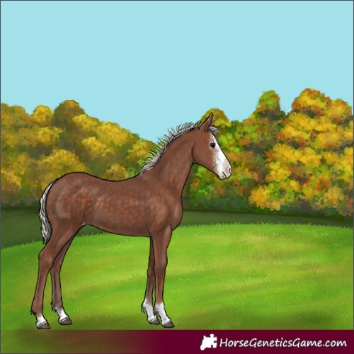 Horse Color:Silver Black Sabino Varnish 