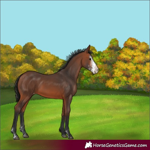 Horse Color:Bay Sabino Varnish