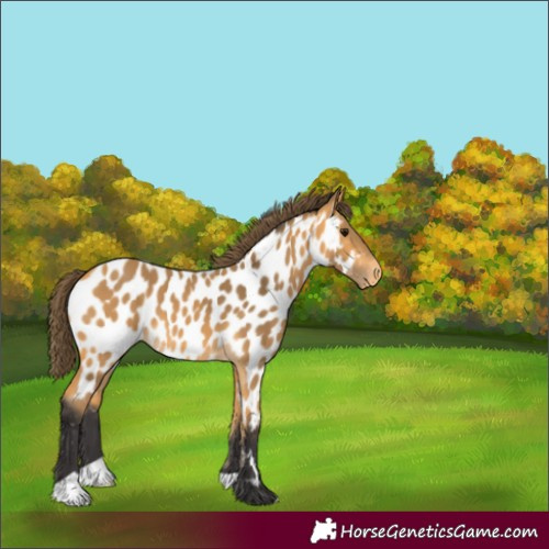 Horse Color:Buckskin Near Leopard 