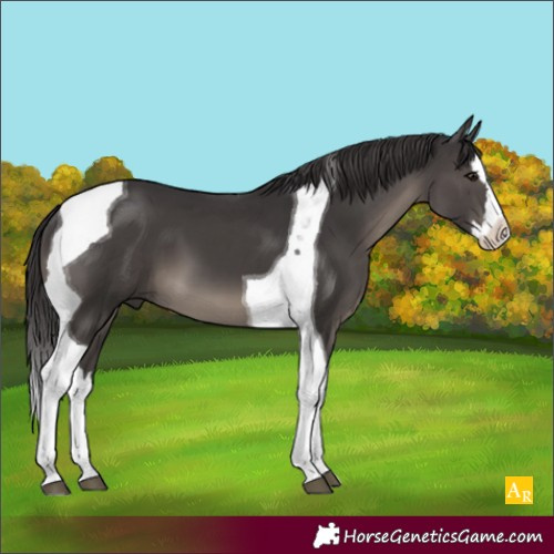 Horse Color:Smoky Black Splash Tobiano
