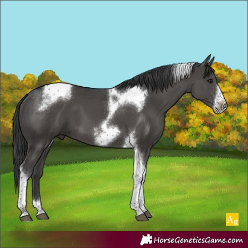 Horse Color:Black Tobiano Frame 