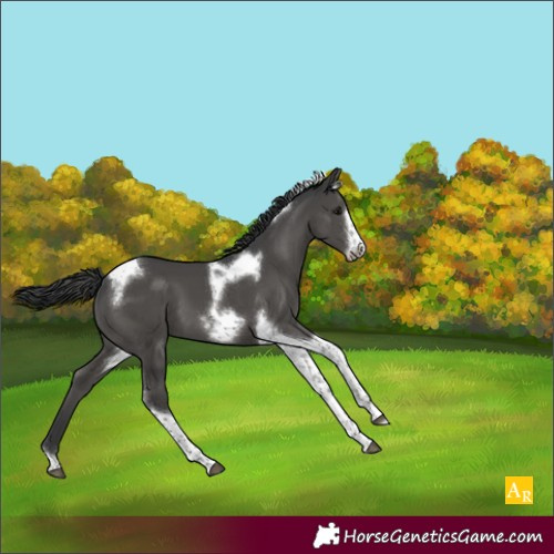 Horse Color:Black Tobiano Frame
