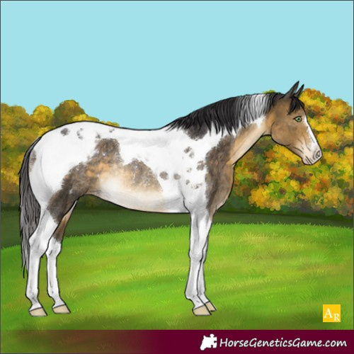 Horse Color:Buckskin Tobiano Appaloosa Rabicano 