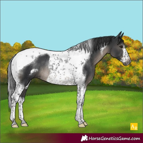 Horse Color:Black Tobiano Frame Rabicano 