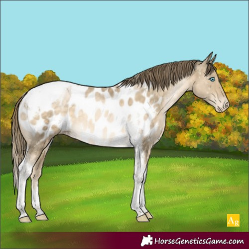 Horse Color:Buckskin Pearl Tobiano Appaloosa 