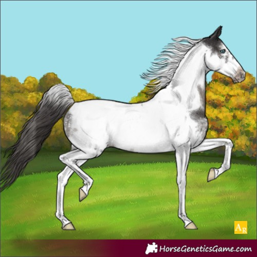 Horse Color:Smoky Black Sabino Tobiano Frame Appaloosa Rabicano