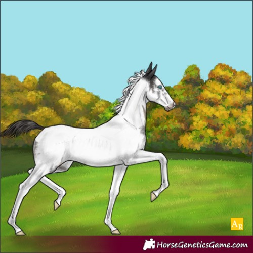 Horse Color:Smoky Black Sabino Tobiano Frame Appaloosa Rabicano 