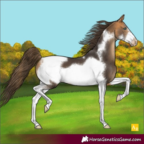 Horse Color:Buckskin Sabino Tobiano Frame Appaloosa 