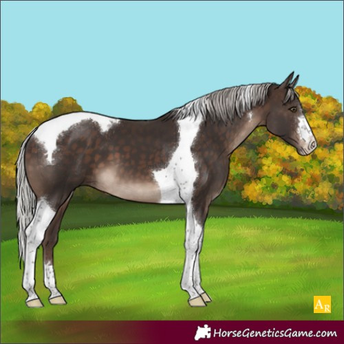 Horse Color:Silver Brown Tobiano 