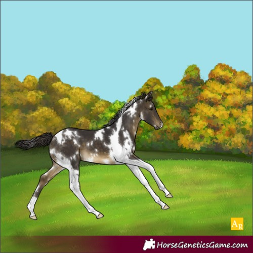 Horse Color:White Spotted Buckskin Tobiano 