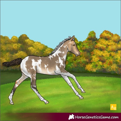 Horse Color:White Spotted Buckskin Dun Tobiano