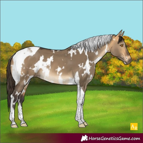 Horse Color:White Spotted Buckskin Dun Tobiano 