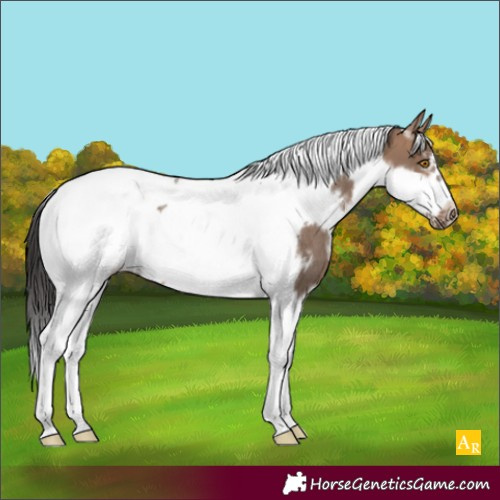 Horse Color:White Spotted Brown Dun Tobiano Frame Rabicano 