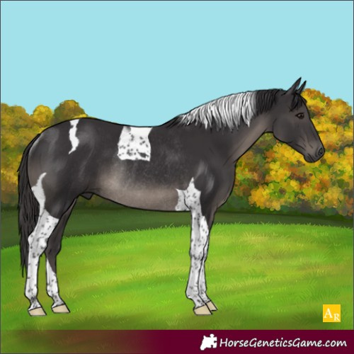 Horse Color:Smoky Black Tobiano Rabicano 