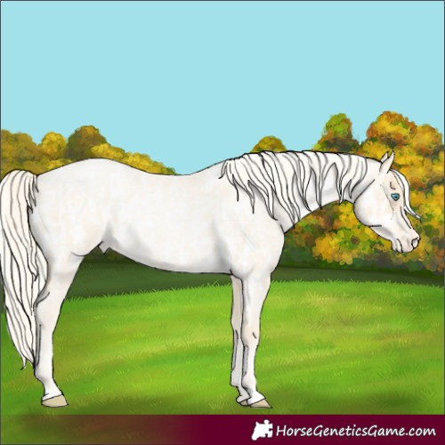 Horse Color:Palomino Roan Pearl  and Palomino Roan Pearl Appaloosa 