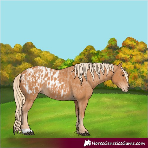 Horse Color:Chestnut and Chestnut Appaloosa
