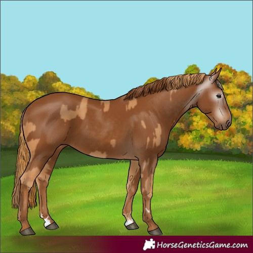 Horse Color:Chestnut  and Gray Chestnut 
