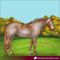 Horse Color:Chestnut  and Gray Chestnut 