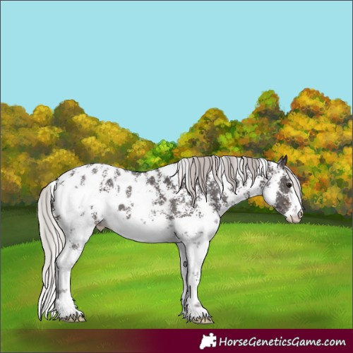Horse Color:Silver Brown Sabino Appaloosa