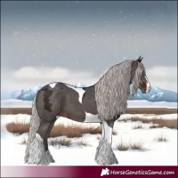 Horse Color:Silver Brown Ice Tobiano 