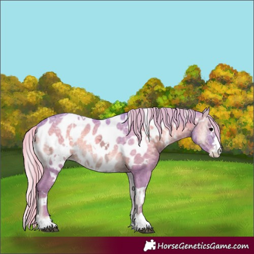Horse Color:Watercolor White Spotted Silver Blue Onyx Ice Appaloosa 