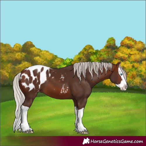 Horse Color:Silver Brown Splash Appaloosa 