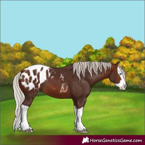 Horse Color:Silver Brown Splash Appaloosa 