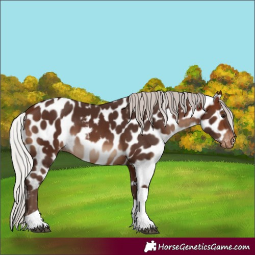 Horse Color:Silver Brown Tobiano Skewed Appaloosa 