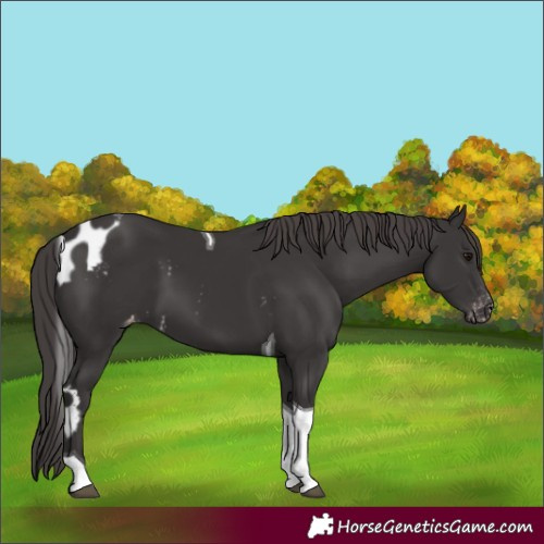 Horse Color:Smoky Black Tobiano Skewed Appaloosa 