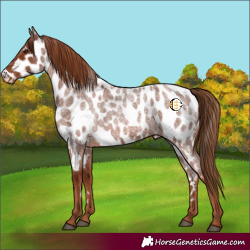 Horse Color:Red Roan Appaloosa 
