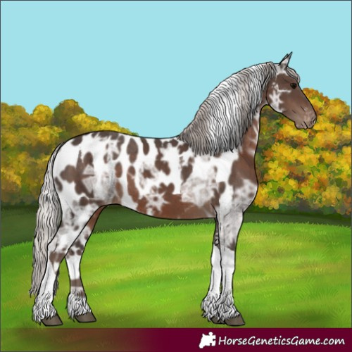 Horse Color:Silver Black Ice Tobiano Skewed Appaloosa 