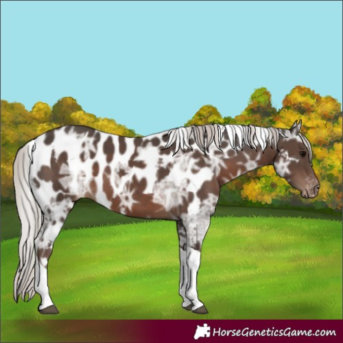 Horse Color:Silver Black Ice Tobiano Skewed Appaloosa 