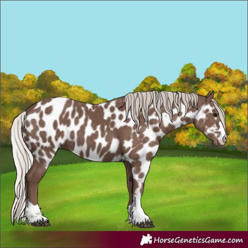 Horse Color:Silver Black Skewed LP Spotted 
