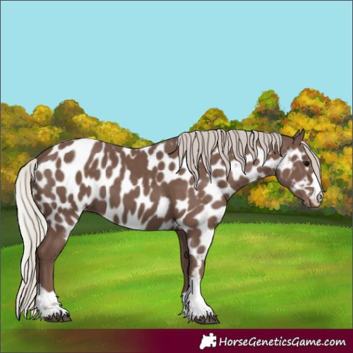 Horse Color:Silver Black Skewed Appaloosa 