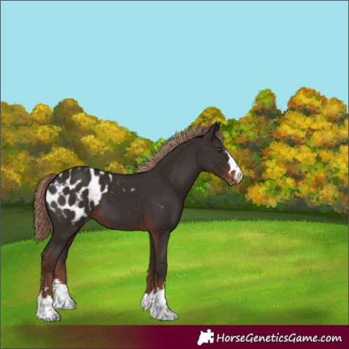Horse Color:Liver Chestnut Appaloosa 