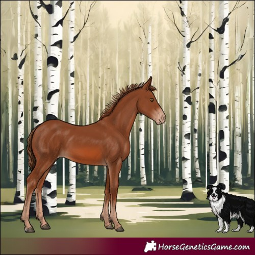 Horse Color:Chestnut Appaloosa 