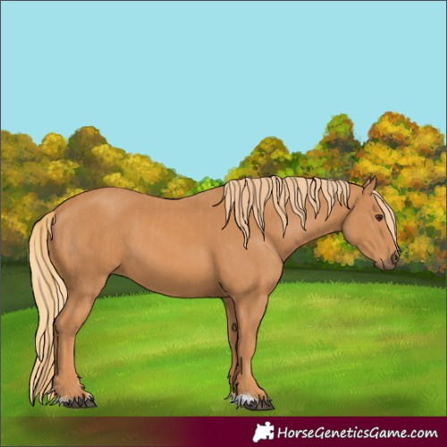 Horse Color:Chestnut and Chestnut