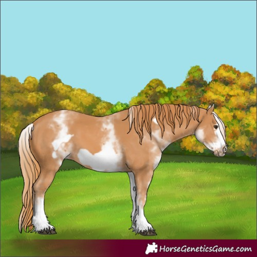 Horse Color:White Spotted Chestnut Frame 