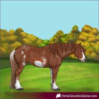 Horse Color:White Spotted Chestnut Frame