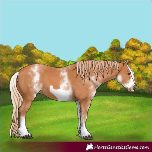 Horse Color:White Spotted Chestnut Frame 