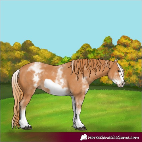 Horse Color:White Spotted Chestnut Frame 