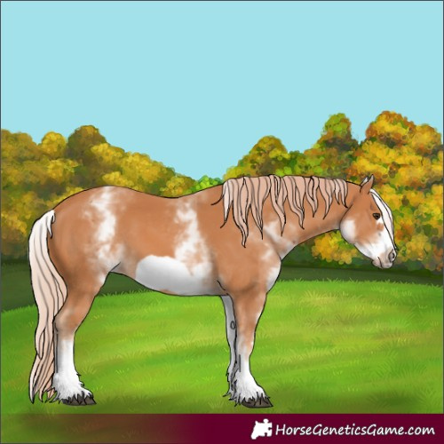 Horse Color:White Spotted Chestnut Frame 