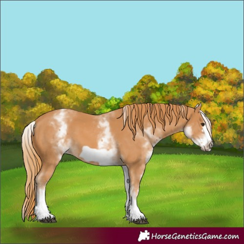 Horse Color:White Spotted Chestnut Frame