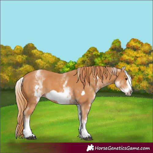 Horse Color:White Spotted Chestnut Frame 