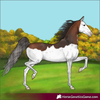 Horse Color:Bay Splash 