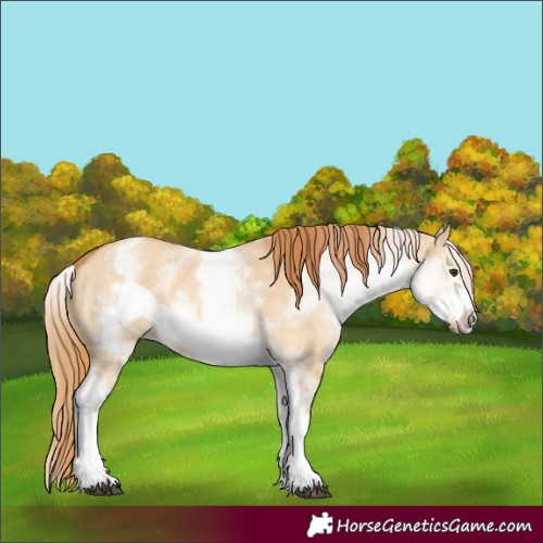 Horse Color:White Spotted Red Dun Frame 