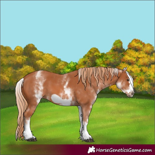 Horse Color:White Spotted Chestnut Frame 