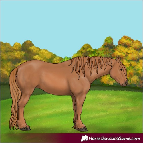 Horse Color:Chestnut 